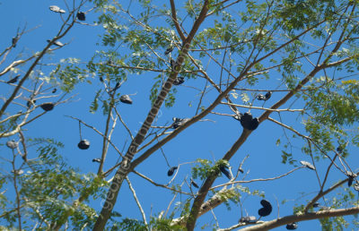 galhos e frutos da timbaúva