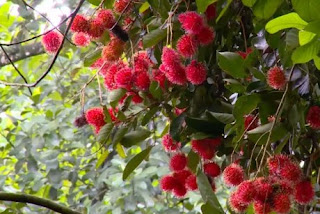 rambutan tree