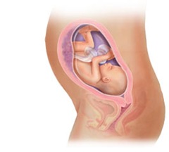 27weeks