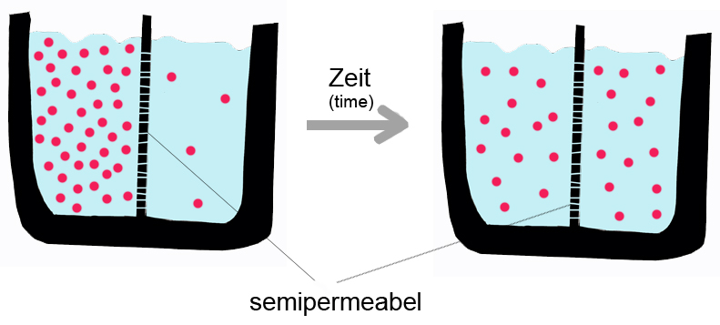 Mekanisme transpor melalui membran.:kupas tuntas biologi