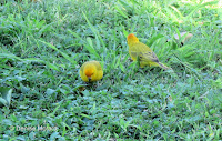 Saffron Finch pair in grass – Diamond Head near road – Oahu, HI – © Denise Motard