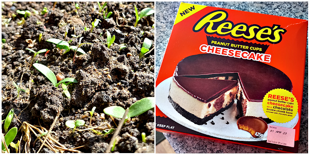 Growing flowers and Reese's cheesecake