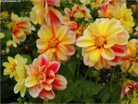 Dalias en el Jardín de la Mansión Ropes de Salem