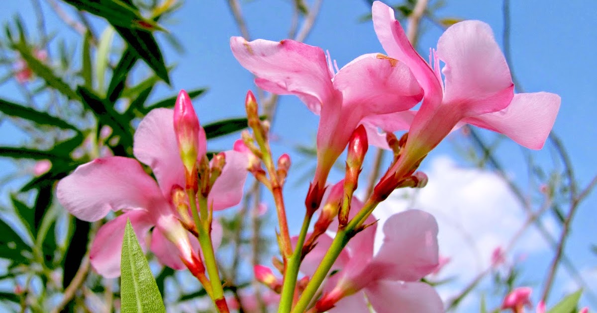 Eloknya Bunga Sakura Indonesia yang Tumbuh di Halaman ...
