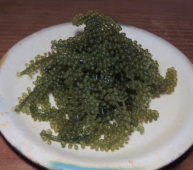 海ぶどう