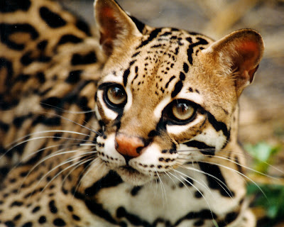 Image result for ocelot