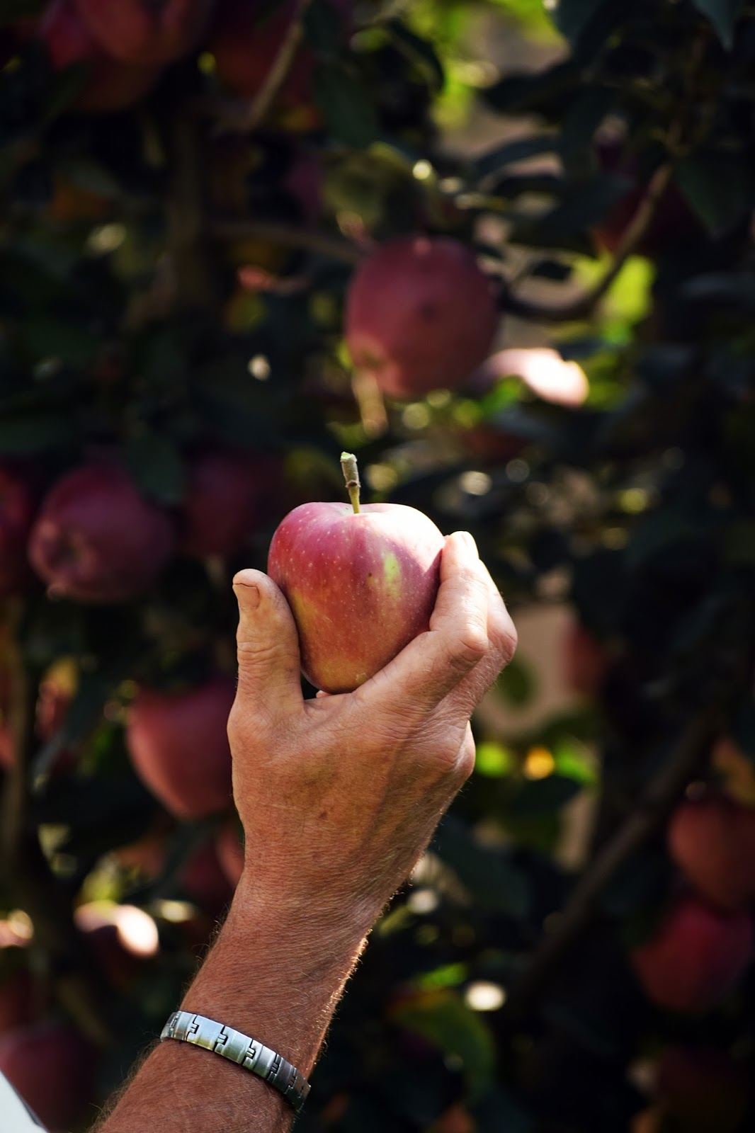 An apple from our garden