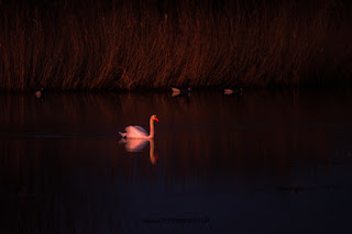 Wildlifefotografie Naturfotografie Lippeaue Olaf Kerber