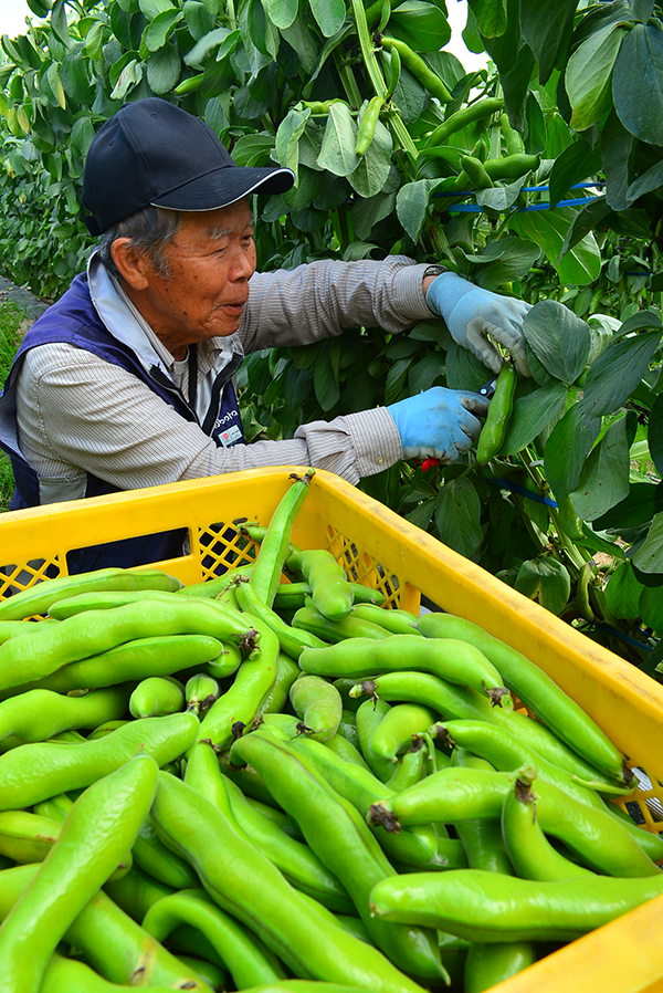 Ja松山市のお知らせ 蚕豆部会 一寸そらまめ豊作