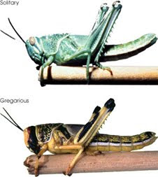 Environmental conditions can cause desert locusts to enter a 