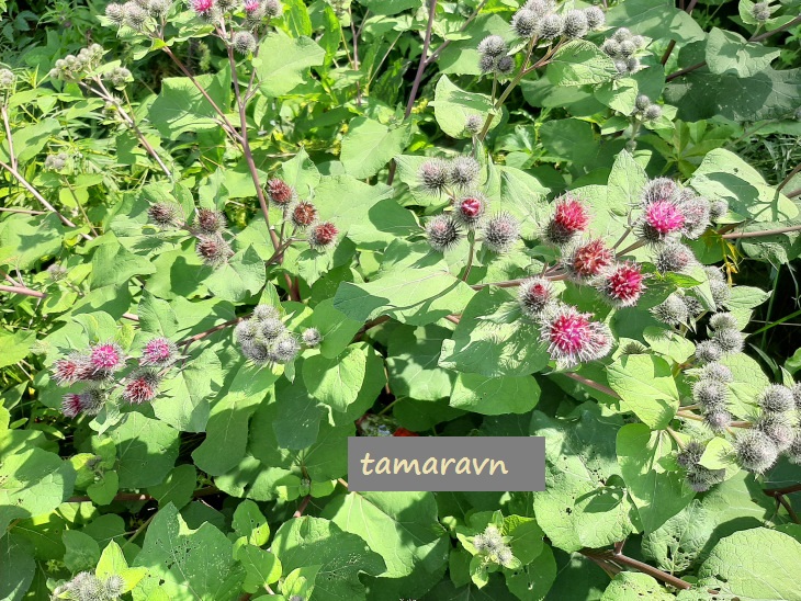 Лопух войлочный (Arctium tomentosum)