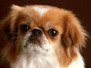 pekingese dog breed info pets animal domestic hound wallpaper