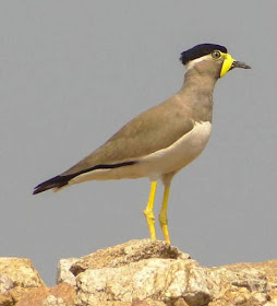 Vanellus malabaricus