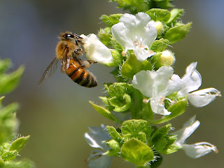 honey, bees, queen