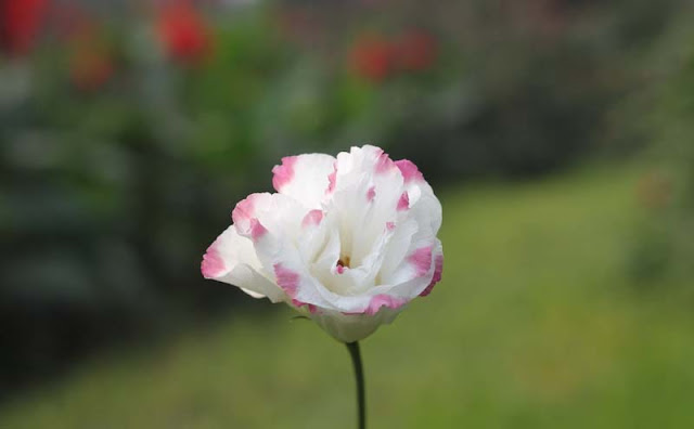 Lisianthus Flowers Pictures