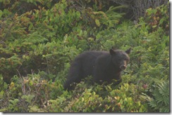 Black Bear