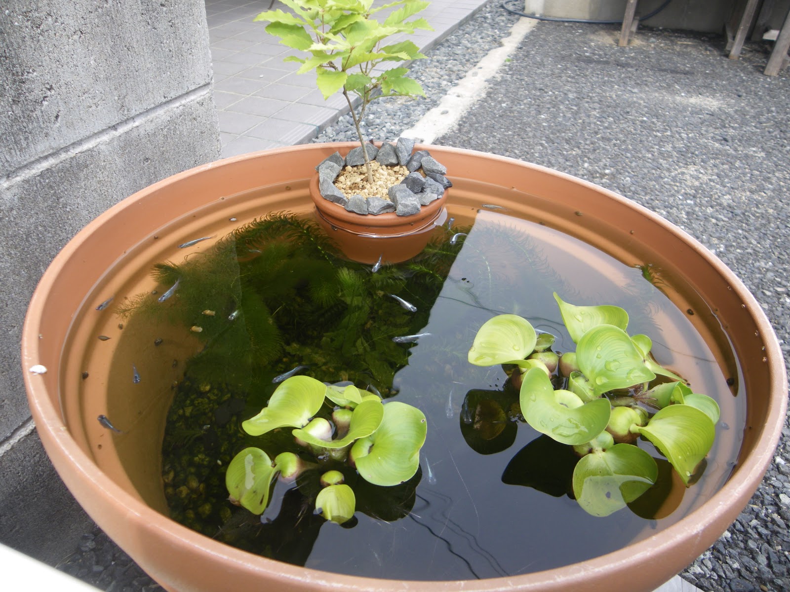 睡蓮鉢のホテイ草は手強い 予定外のメダカの繁殖にビオトープが足りません メダカの大工