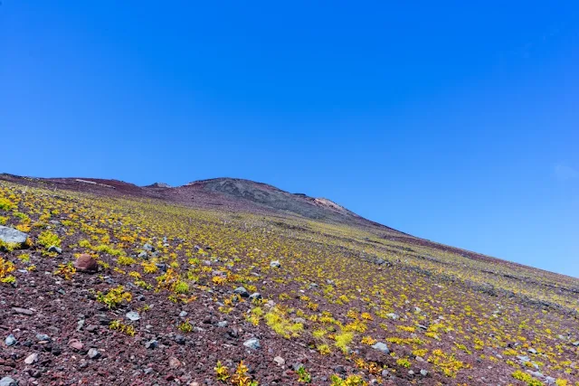 オンタデの草紅葉～富士山