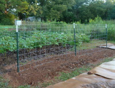 cattle panel as a garden trellis