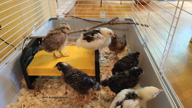 If you’ve never raised a flock before, or need a quick refresher, here's a quick guide to raising baby chickens for beginners.
