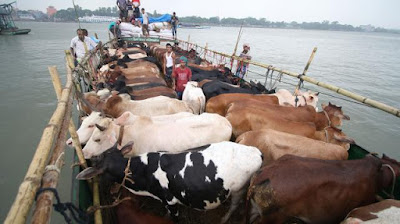 কোরবানিযোগ্য গবাদিপশু ১ কোটি ১৮ লাখ