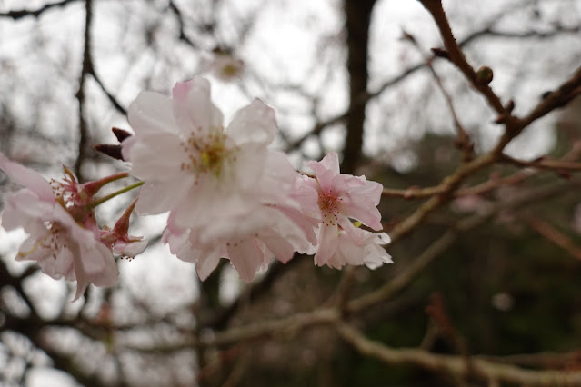 鳥取県西伯郡南部町鶴田　とっとり花回廊　桜の広場　ジュウガツザクラ（十月桜）