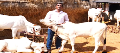Inspiration: Leaving software job.. Earning lakhs with cows.. If you see his story you will appreciate it.. స్ఫూర్తి : సాఫ్ట్‌వేర్ జాబ్ ని వదిలేసి.. ఆవులు తో లక్షల్లో సంపాదన.. ఈయన కథ చూస్తే మెచ్చుకుంటారు..!