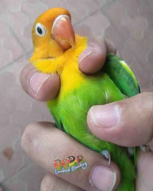 yellow face green Lovebirds Mutations