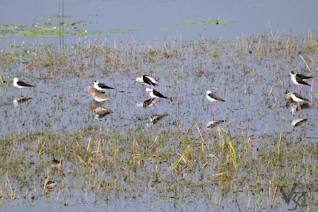 Black-winged Stilt along with two Black-tailed Godwit. The later is categorized as Near Threatened species under IUCN Red List