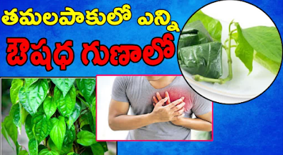 BETEL LEAVES BENEFITS IN TELUGU BETEL LEAVES USES IN TELUGU HEALTH BENEFITS OF BETEL LEAVES3 BETEL LEAVES BENEFITS IN TELUGU