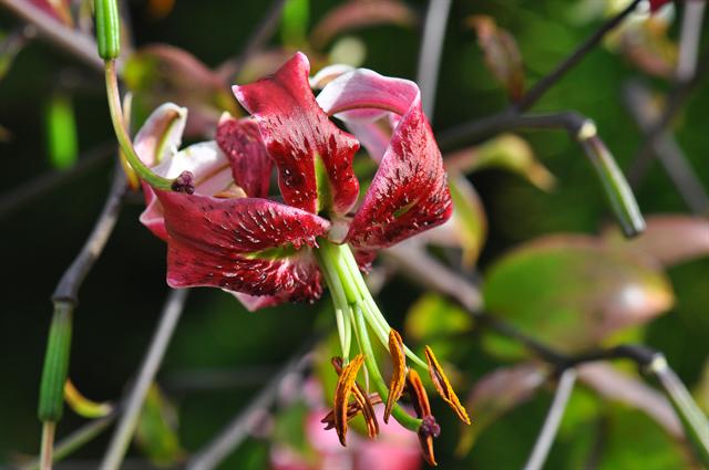 Lilium speciosum x Lilium henryi