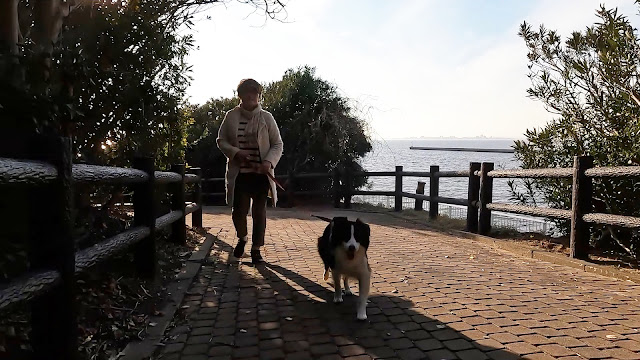 保護犬 ボーダーコリー トーマ