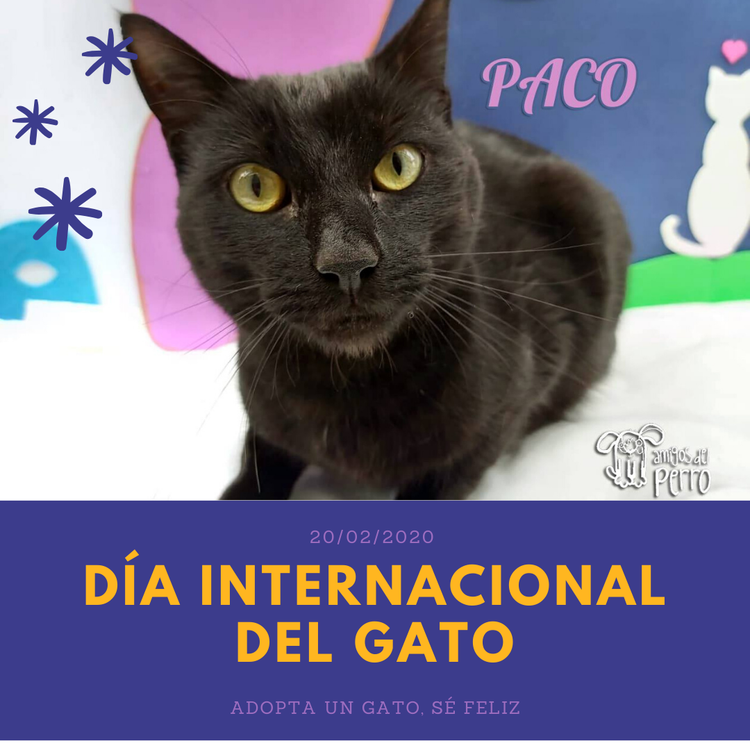 20/02/2020 Día Internacional del Gato