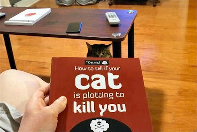 How to tell if your cat is trying to kill you