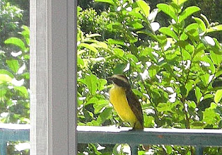 Great Kiskadee, La Ceiba, Honduras