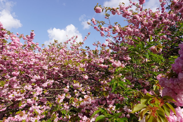 鳥取県西伯郡伯耆町小林 マウンテンストリームきしもと ヤエザクラ（八重桜）