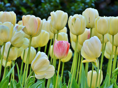 fotos de tulipanes en campo verdoso