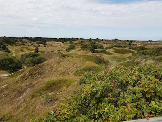 Flora und Fauna in den endlosen Dünen von Spiekeroog. 