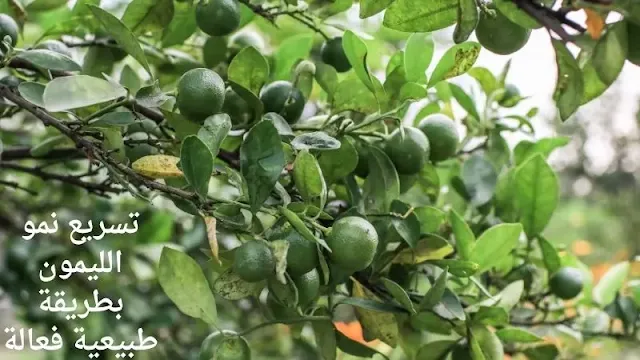 تسريع نمو شجرة الليمون