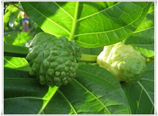 Noni fruit help sleep comfortably