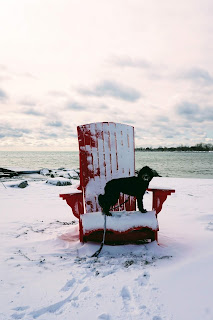 Dog standing on a very large red muskoka chair in the winter on the Toronto beach.