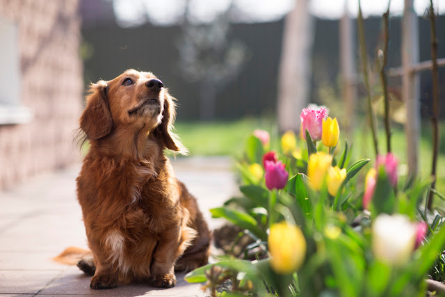 What we can learn about dogs from nursery rhymes. Photo of a hopeful little dog by the tulips in the sunshine in the garden