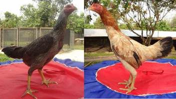 Indukan ayam  bangkok asli  Thailand warna variasi Ayam  