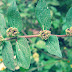 Euphorbia Hirta Benefits, Medicinal Uses To Treat Eczema