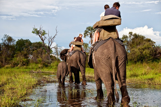 Abu Camp Botswana