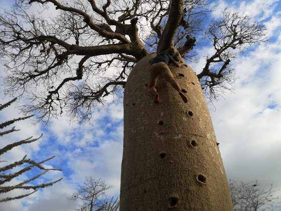 Baobab bos in Tulear