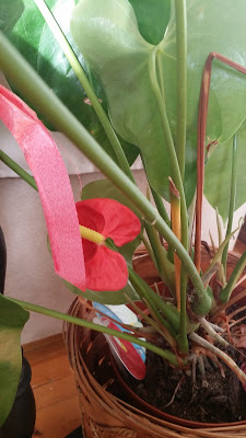 cum se ingrijeste anthurium