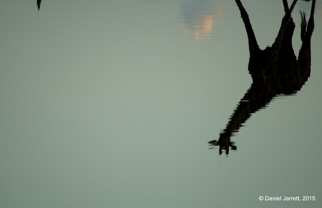 Giraffe Reflection, Etosha National Park, Namibia