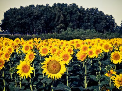 Girasoles con fondo desaturado