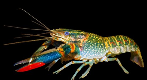 Cherax quadricarinatus